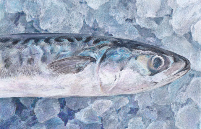 サステナブルシーフードを知っていますか？